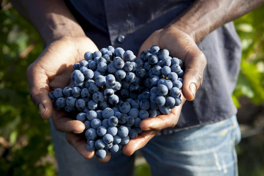 Terravigna - Nachhaltige Traubenbeeren